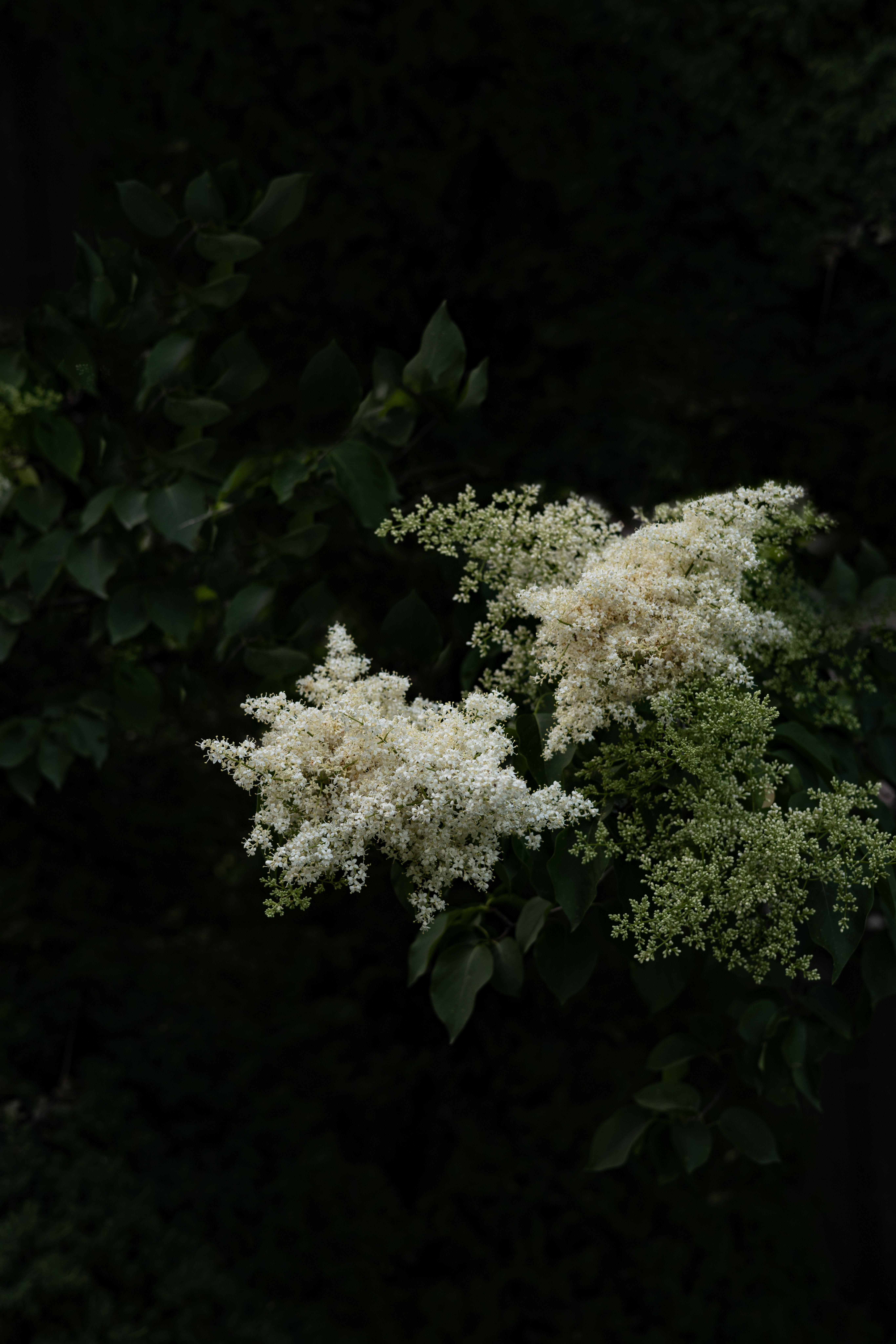 Detailed view of elderflower clusters in bloom, highlighting their delicate white petals against lush green leaves.