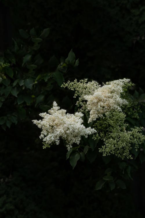 Close up of Flowers and Leaves