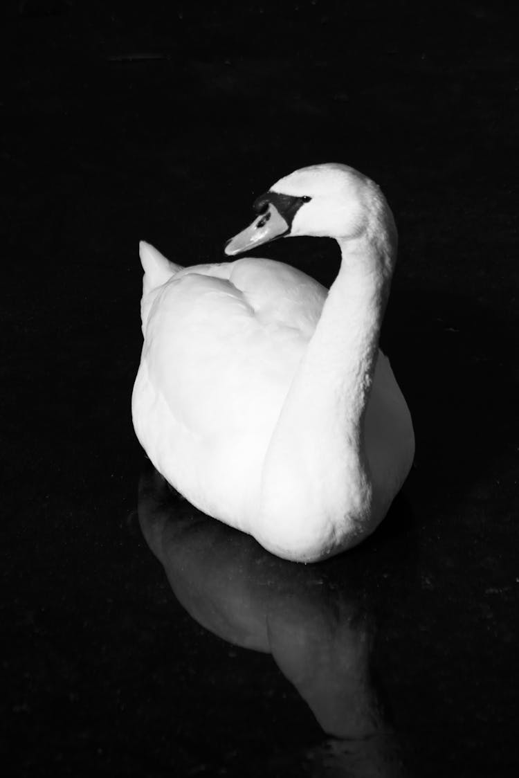 Black And White Photograph Of A Swan