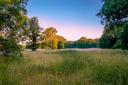 Green Trees on the Grass Field