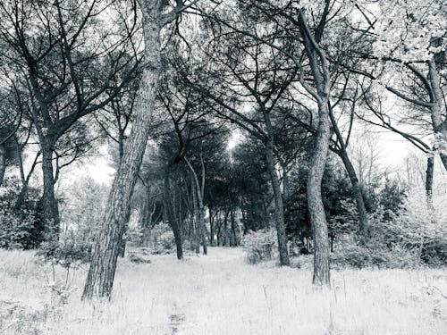 Free stock photo of black and white, forest, tree