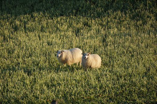 Two Icelandic sheep grazing peacefully in a lush green pasture on an Icelandic farm.