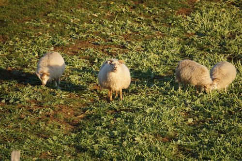 Free Three Icelandic sheep grazing in a vibrant green field on a sunny day. Stock Photo
