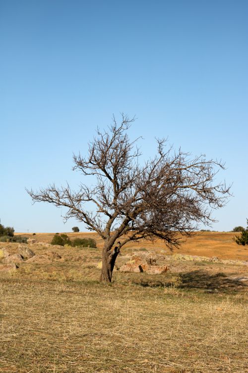 Free A solitary leafless tree stands in an expansive countryside field under a clear blue sky. Stock Photo