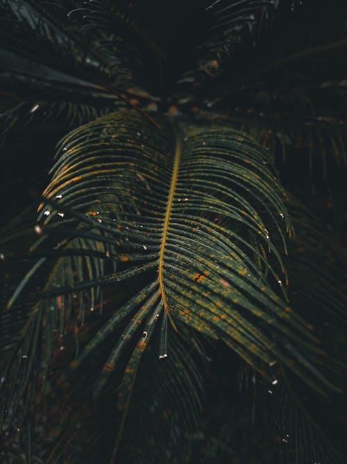 Close Up Shot of Green Leaves