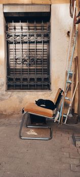 Black Short Coated Dog Lying on Black and White Chair