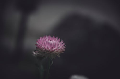 無料 ピンクの花, 咲く, 花の写真の無料の写真素材 写真素材