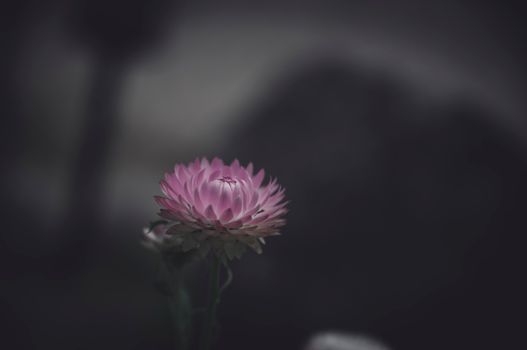 Pink Flower in Tilt Shift Lens