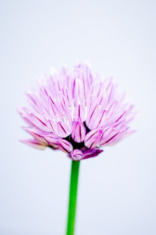Fotografi Close Up Pink Allium