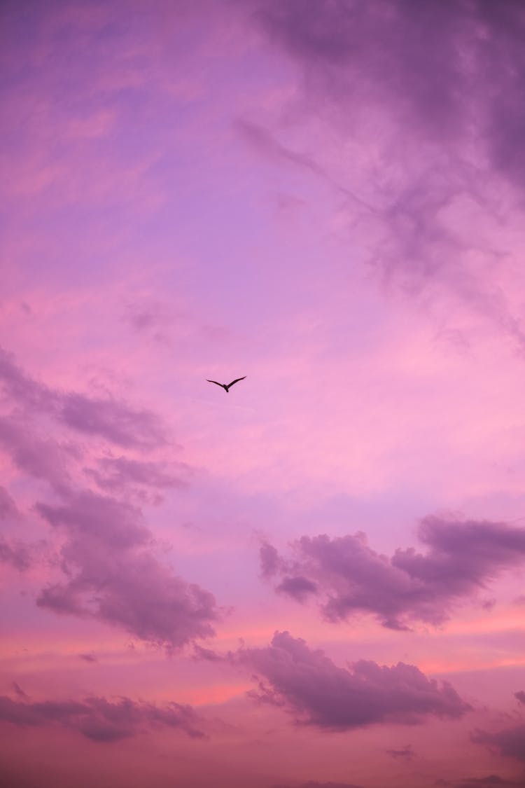 Silhouette Of A Bird Flying Under Purple Sky