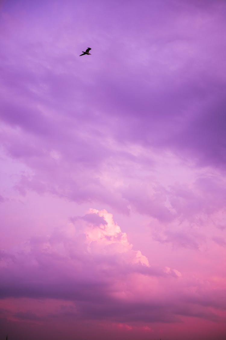 Bird Flying In Dramatic Pink Sunset Sky