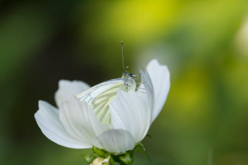 бесплатная Селективный фокус фото белой серой бабочки на белом лепестковом цветке Стоковое фото