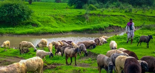 Free stock photo of goat, green, greenlands