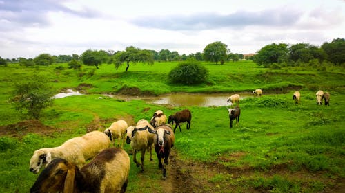 Free stock photo of goats, grasslands, green