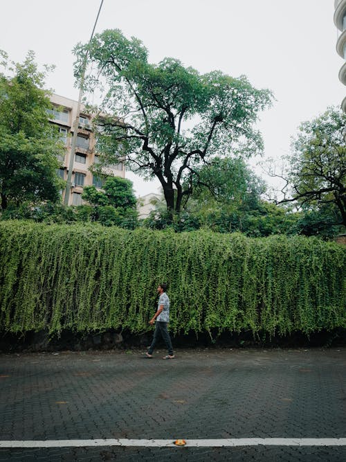 бесплатная Бесплатное стоковое фото с вертикальный выстрел, вид сбоку, вьющиеся растения Стоковое фото
