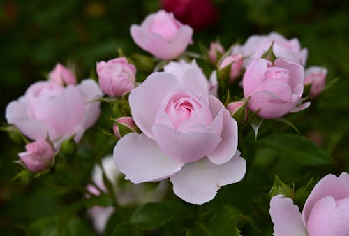 Ingyenes stockfotó közelkép, növényvilág, rózsaszín rózsák témában