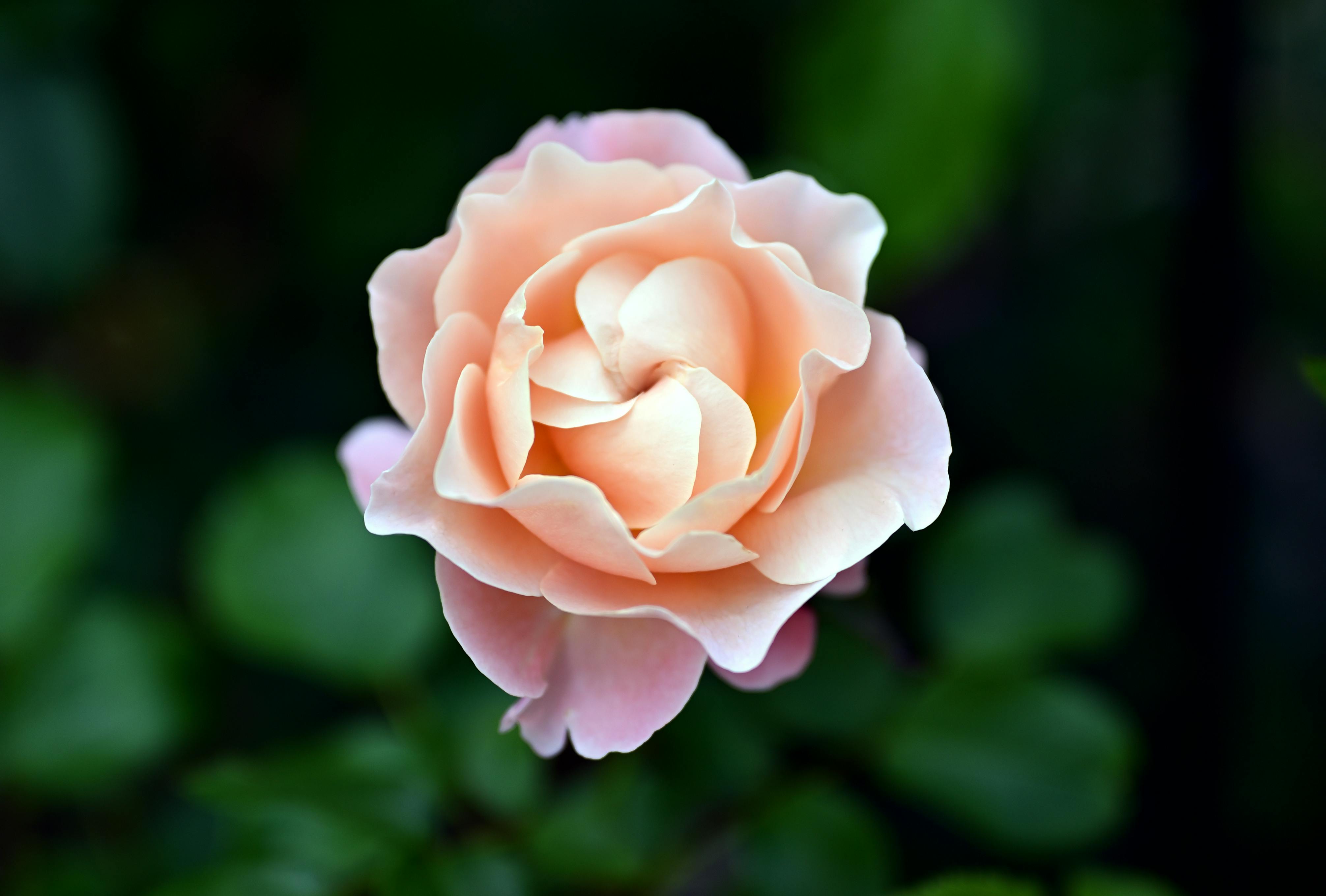 Peach Rose Photos, Download The BEST Free Peach Rose Stock Photos & HD ...