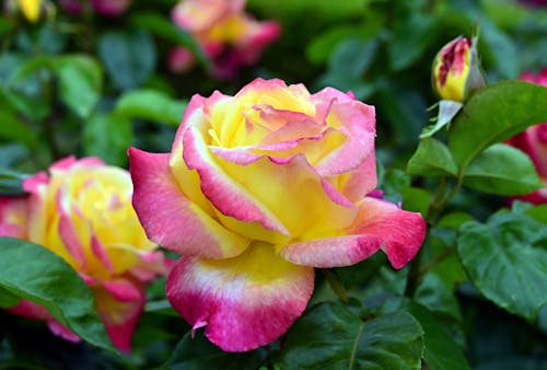 Beautiful Roses in Close Up Photography