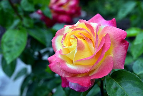 Close Up Photo of a Beautiful Rose