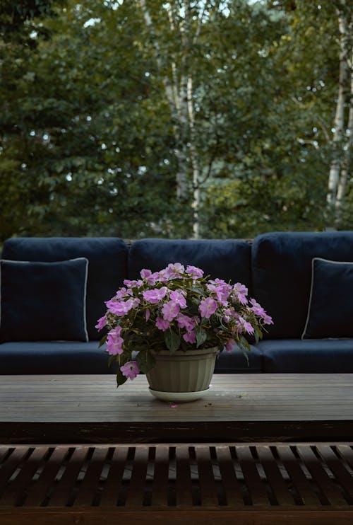 Free Бесплатное стоковое фото с ваза, двор, дизайн интерьера Stock Photo