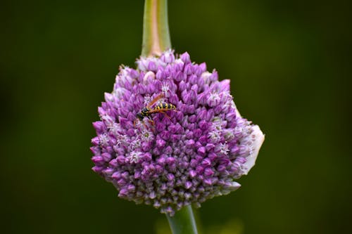 Yellow and Black Wasp on Purple Flower