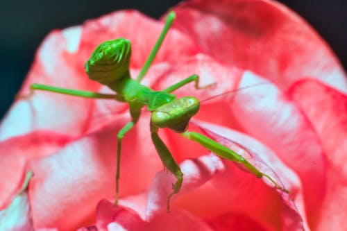 Immagine gratuita di avvicinamento, bellezza nella natura, colore rosa