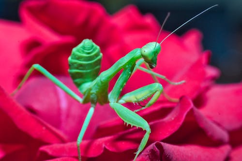 Green Grasshopper in Close Up Shot