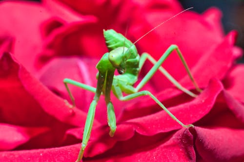 Immagine gratuita di avvicinamento, bellezza nella natura, colore rosa