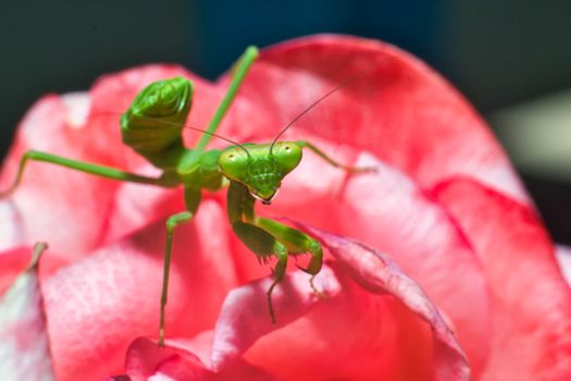 Close Up Shot of a Praying Mantis