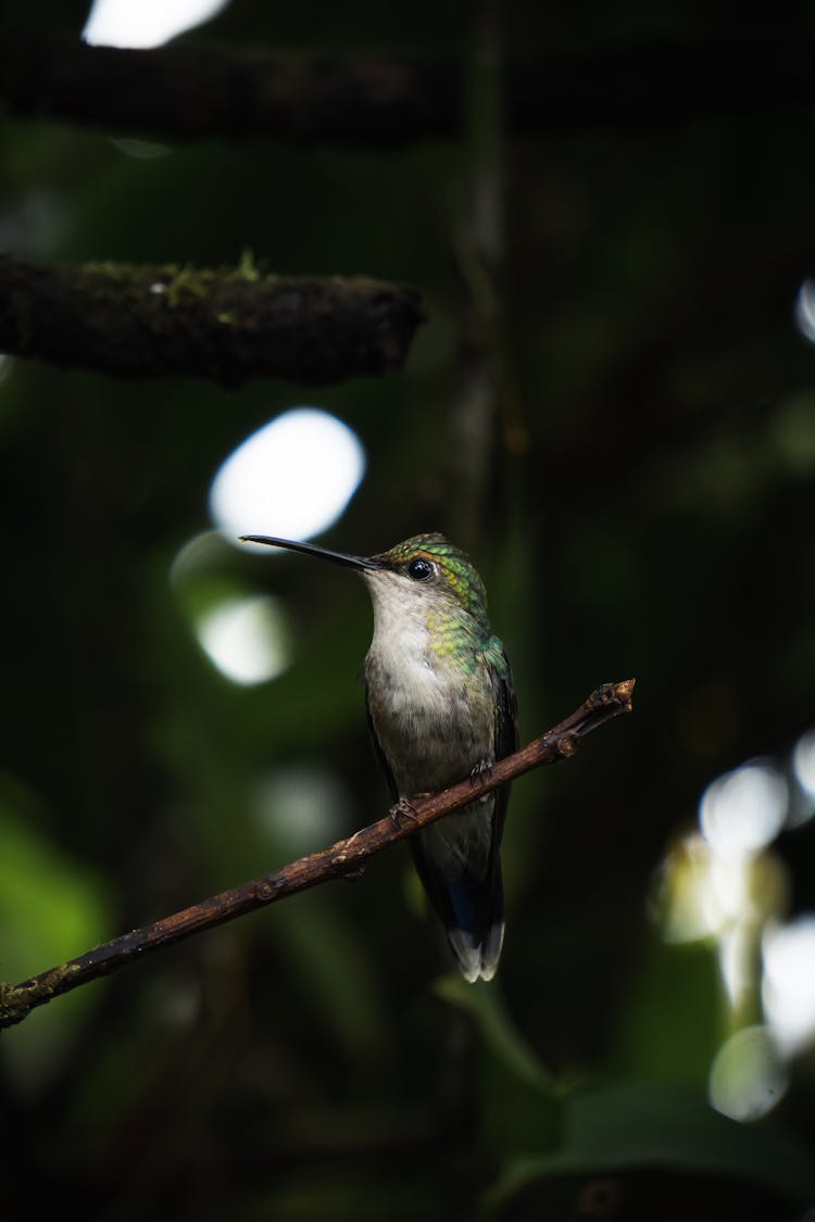 The Puerto Rican Emerald Hummingbird Perched On  A Stem