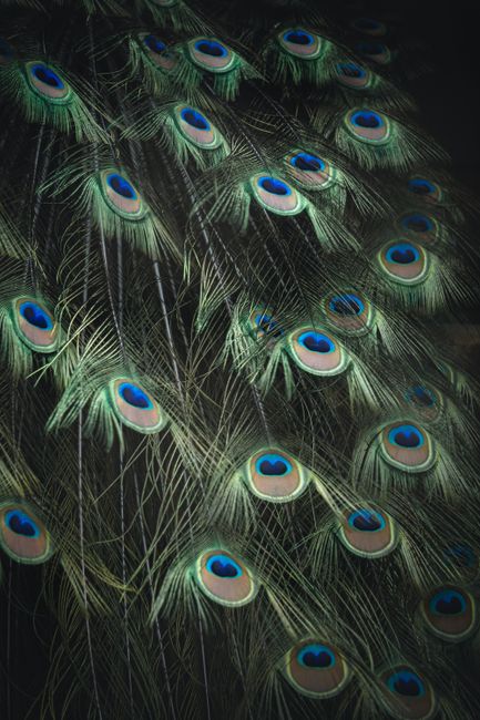 Detailed view of colorful peacock feathers, showcasing their unique patterns and hues.