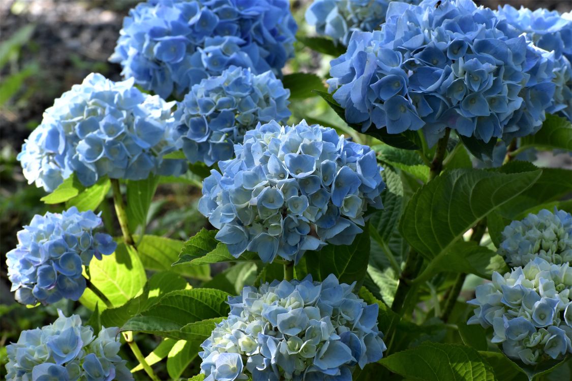 Hortensia Azul - Planta Natural Resistente Y Fácil De Cuidar, Perfecta Para Jardín O Terraza
