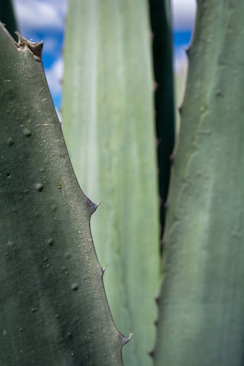 Free Cactus Leaves in Close-up Shot Stock Photo