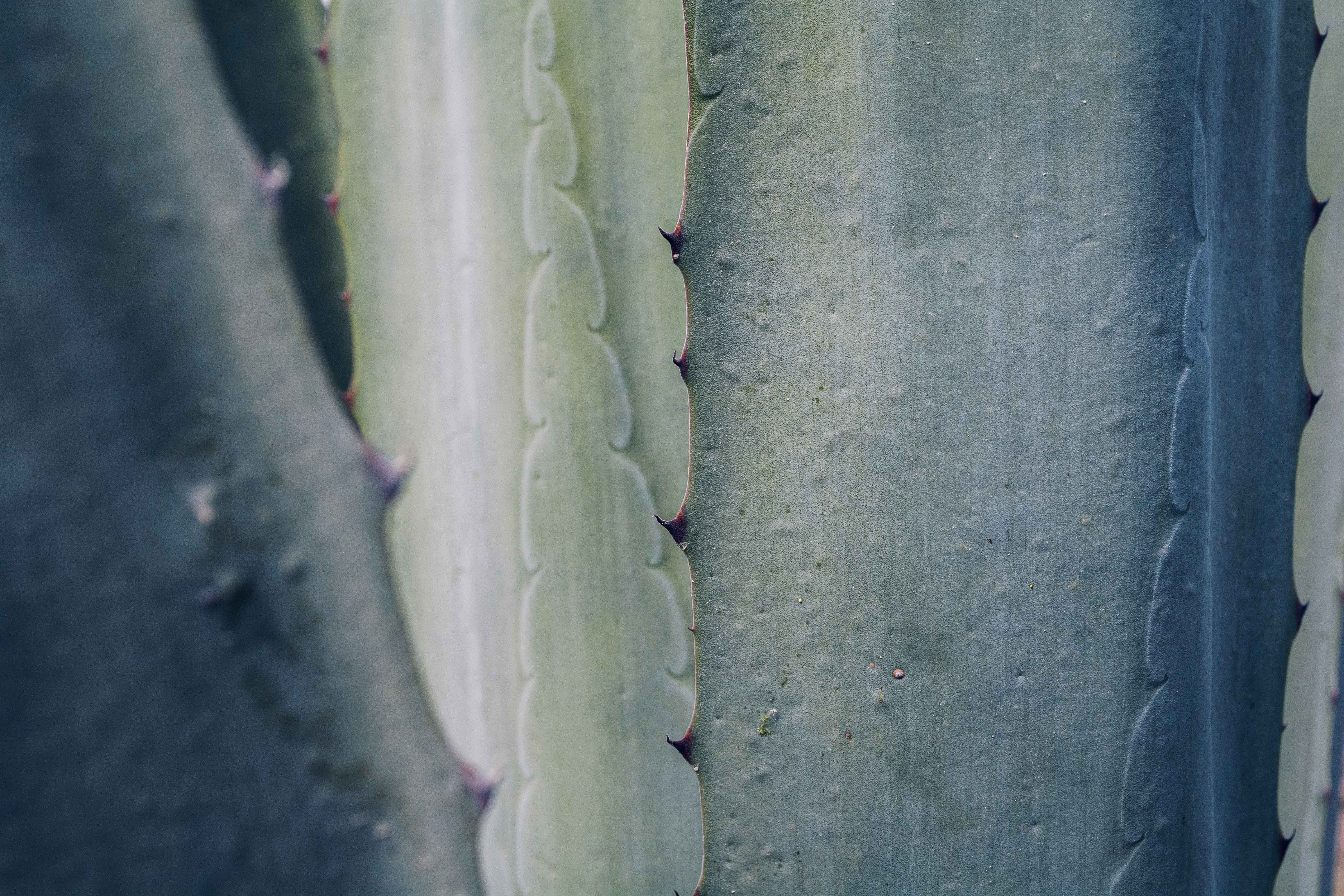 Detailed close-up of an agave plant showcasing its unique texture and patterns.