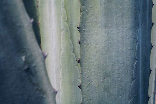 Kostenloses Stock Foto zu agave, muster, nahansicht