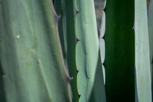 Close Up Photo of  Cactus