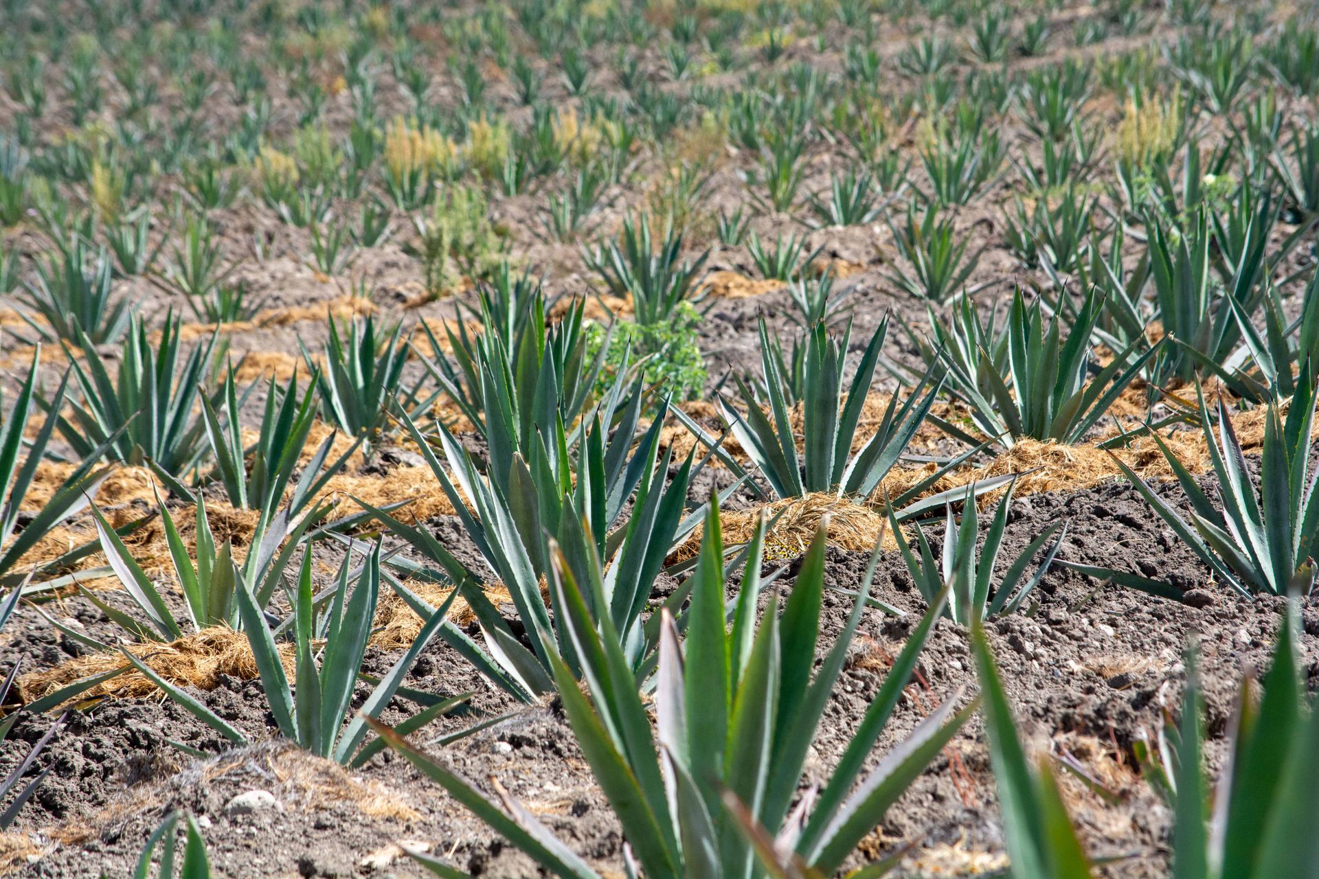 Expansive field of agave plants thriving under sunny skies, ideal for tequila production.