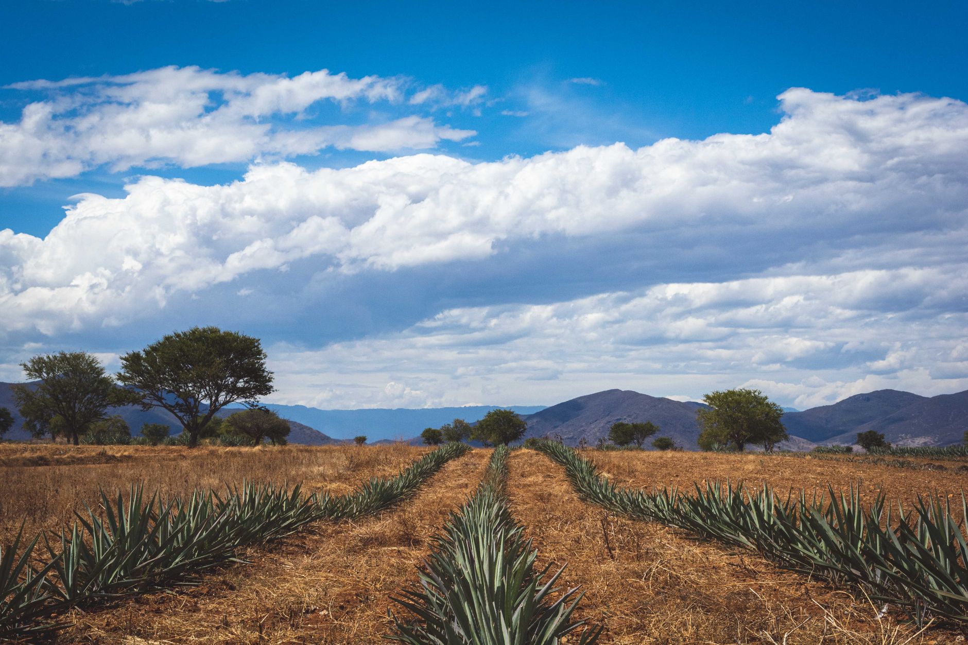 A sprawling agave plant field in Mexico's highlands, showing the distinctive blue agave plants used in tequila production.
