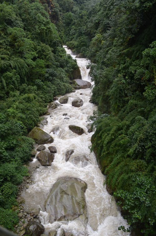 Foto d'estoc gratuïta de arbres verds, cascada, corrent