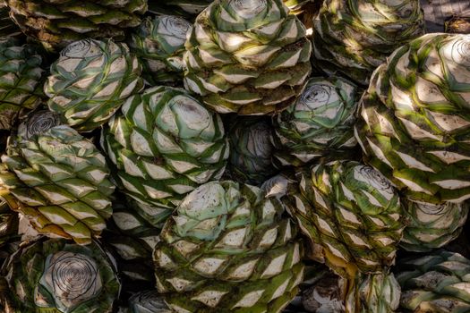 India Unveils 'Blue Gold' Agave Industry