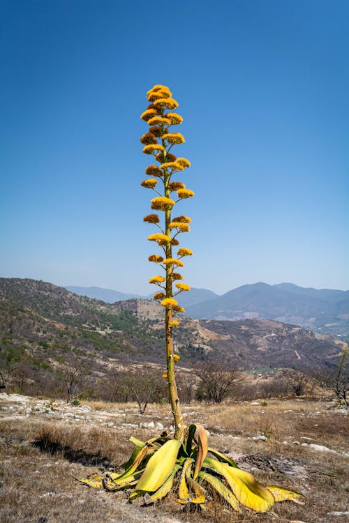 Foto profissional grátis de agave, céu azul, céu de brigadeiro