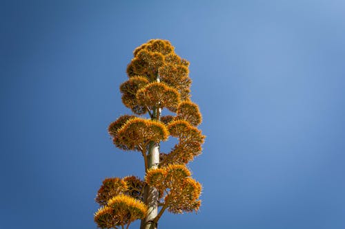 Foto profissional grátis de agave, céu azul, floração