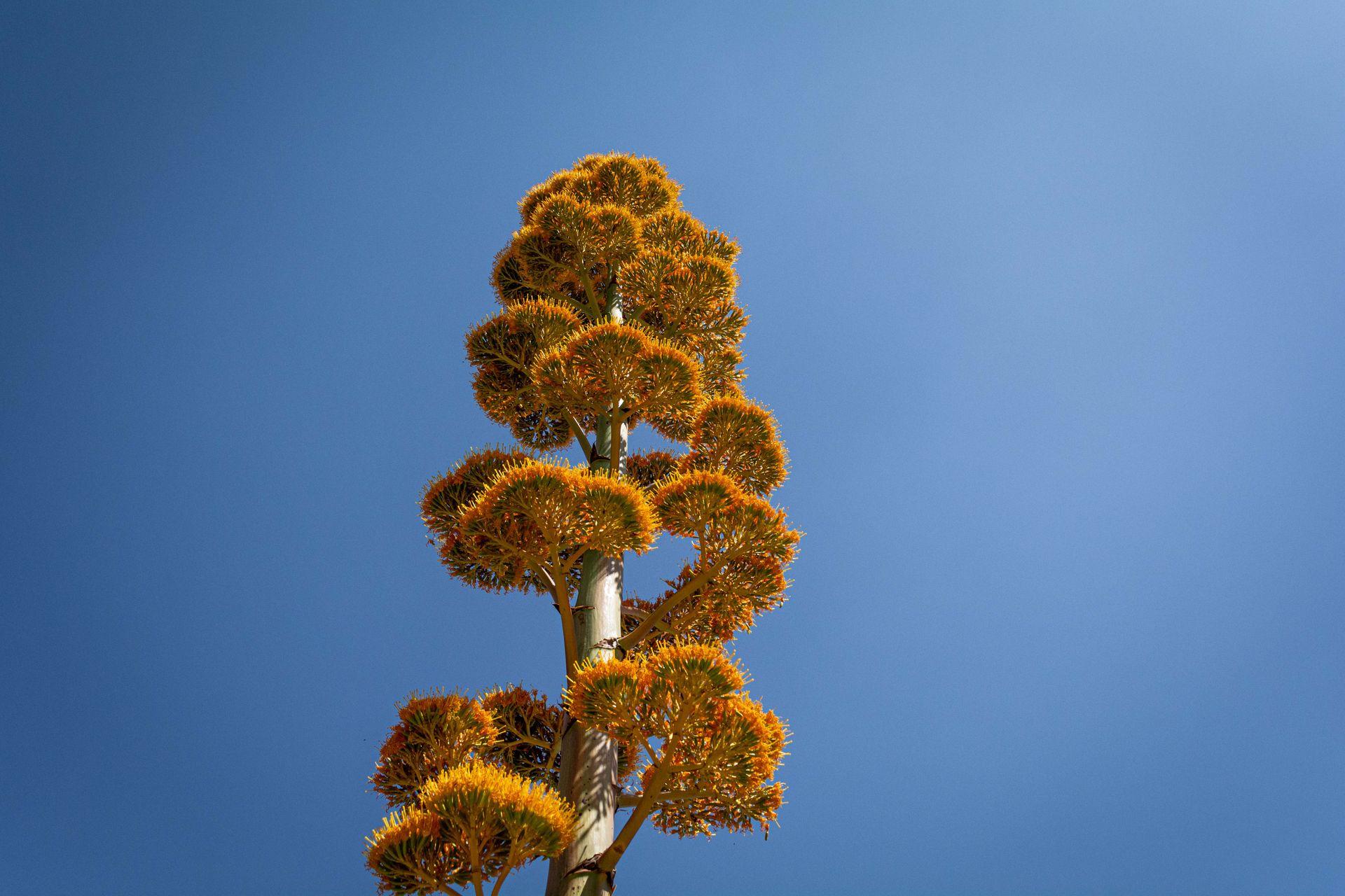 Vibrant agave flowers reach into the blue sky, creating a striking contrast and natural beauty.