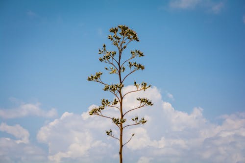 Foto stok gratis Agave, langit biru, langit mendung