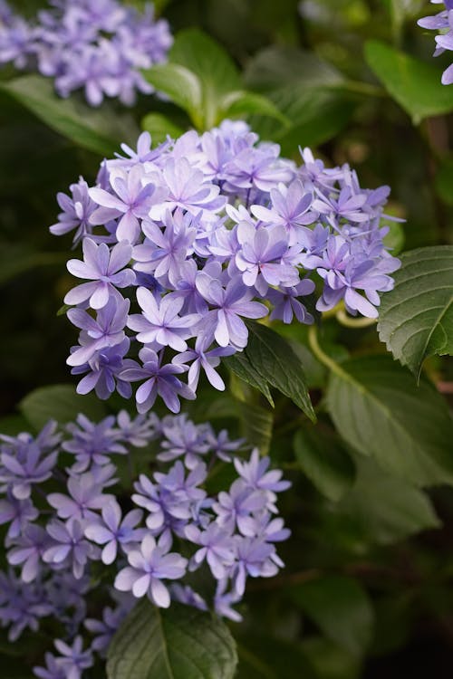 Foto stok gratis banyak, berbunga, bunga lavender