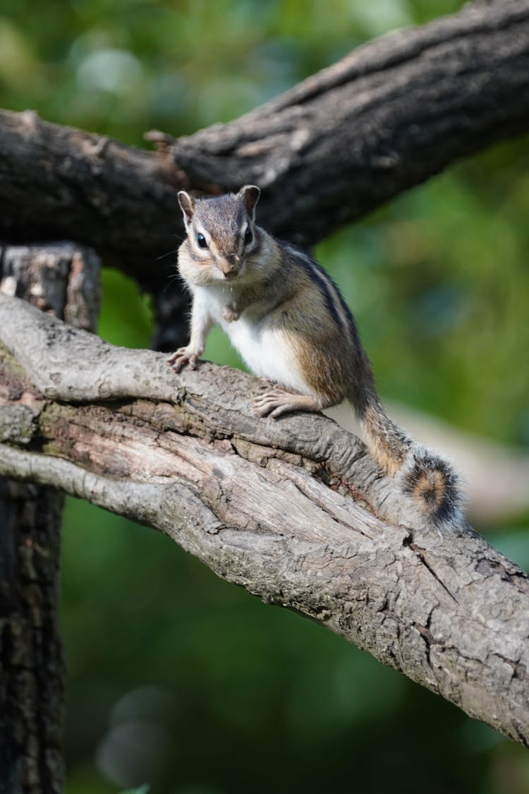 A Siberian Chipmunk On The Tree