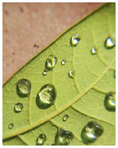 Foto d'estoc gratuïta de fotografia macro, gota d'aigua, gotes