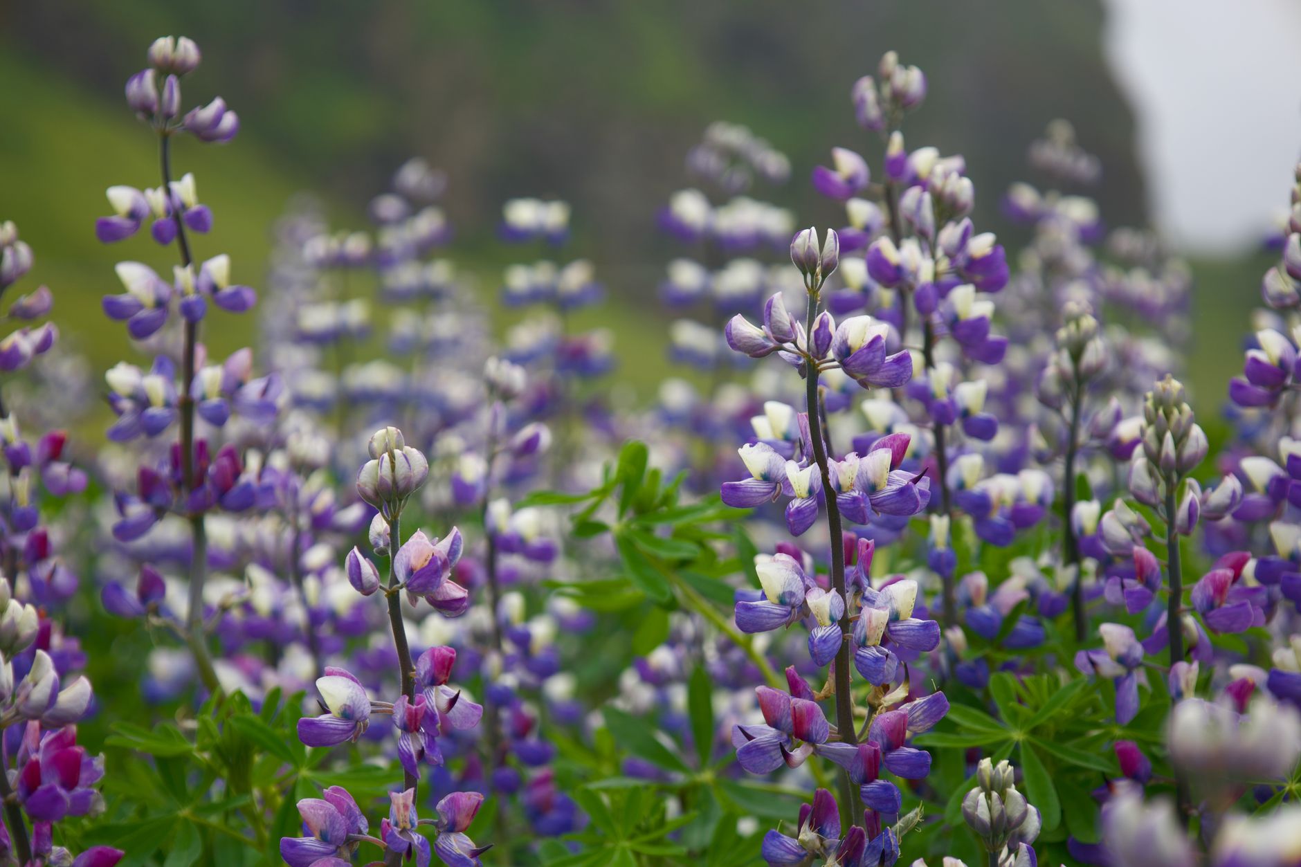 Purple lupine flowers blooming across green Icelandic landscape in summer