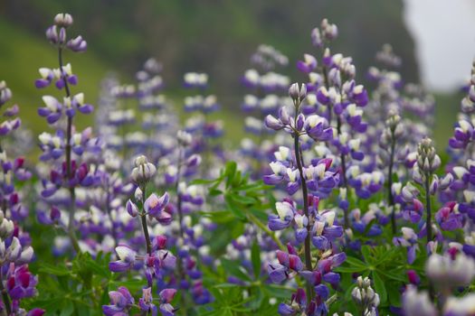 A Field of Icelandic Lupines 