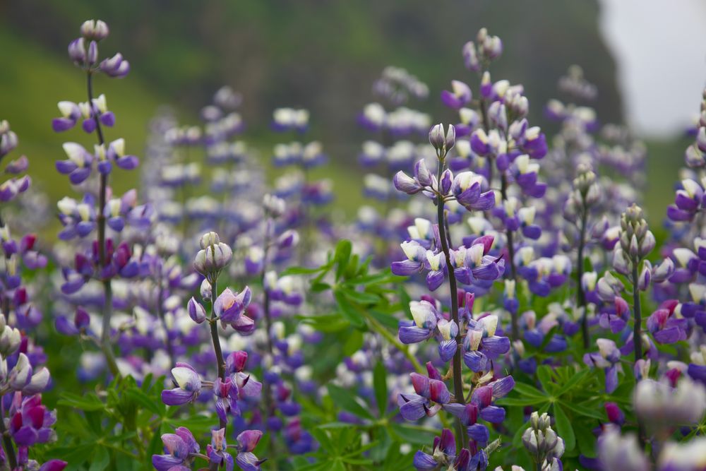 Câmp de lupini violeți înfloriți lângă Vík, pe Coasta de Sud a Islandei